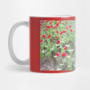 Flowers tulips, spring nature, photo Mug